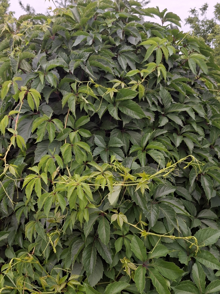 Parthenocissus inserta