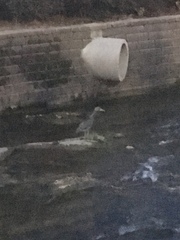 Nycticorax nycticorax