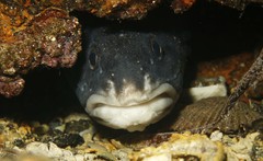 Genypterus tigerinus