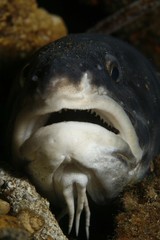 Genypterus tigerinus