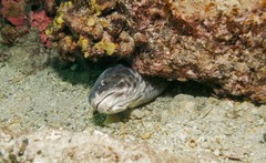 Genypterus tigerinus