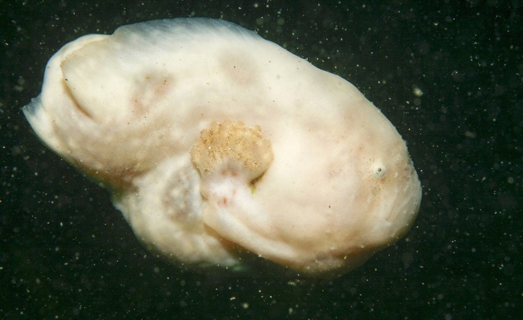 Narungga Frogfish