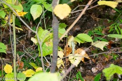 Aurantioporthe corni