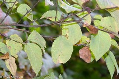 Aurantioporthe corni