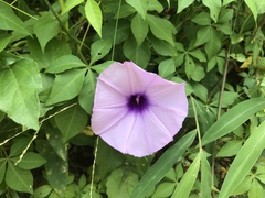 Ipomoea cairica