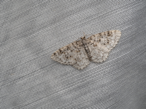 Unadorned Carpet Moth photo 5