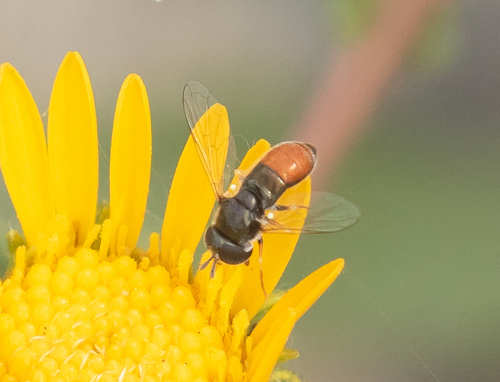 Unknown species found near Fremont County, WY, USA