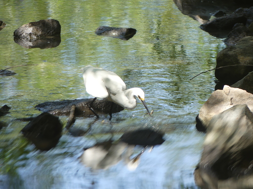 iNaturalist observation photo of Snowy Egret