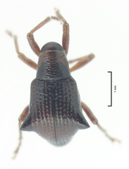 Oropterus coniger