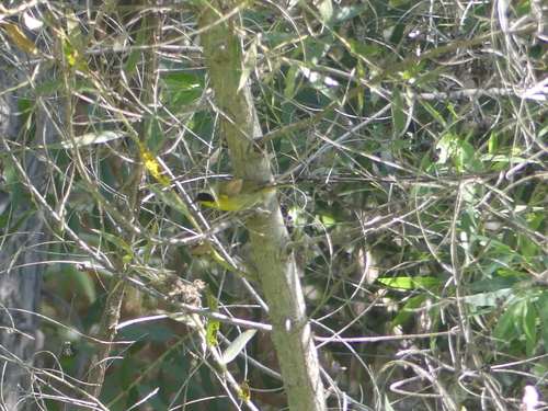 iNaturalist observation photo of Common Yellowthroat
