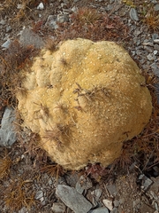 Thylacospermum caespitosum