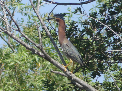 iNaturalist observation photo of Green Heron
