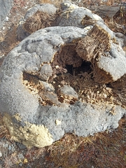 Thylacospermum caespitosum