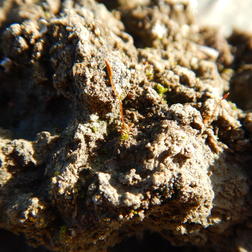 Aloina brevirostris, 2019-10-02