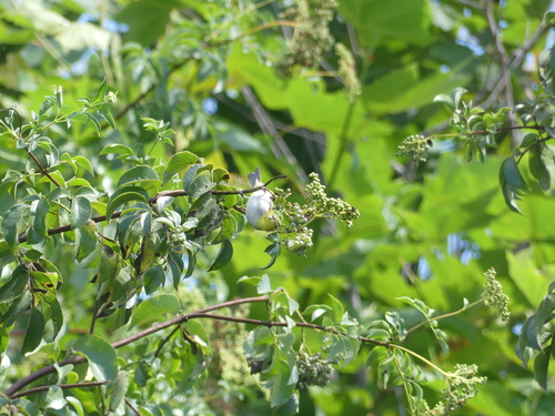 iNaturalist observation photo of Swinhoe's White-eye