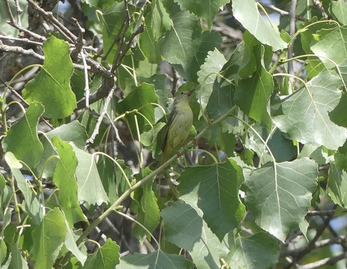 iNaturalist observation photo of Northern Yellow Warbler