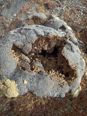 Thylacospermum caespitosum