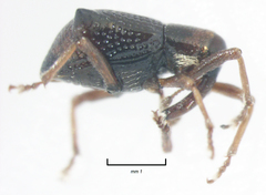 Oropterus coniger