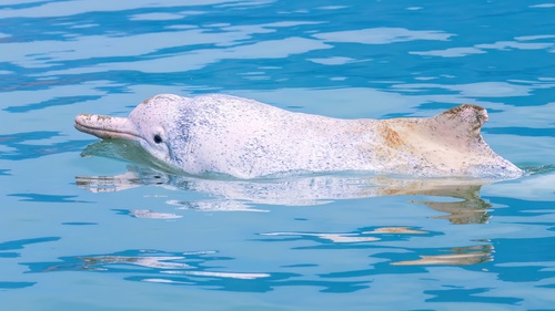 Photo of Indo-Pacific Humpback Dolphin (Sousa chinensis)