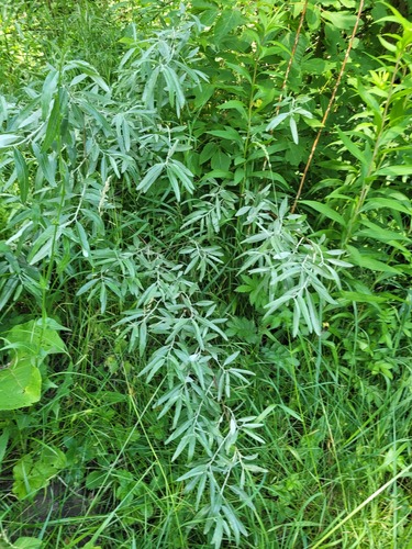 Наблюдение на iNaturalist