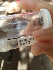 Camponotus maritimus