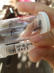 Camponotus maritimus