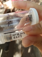 Camponotus maritimus