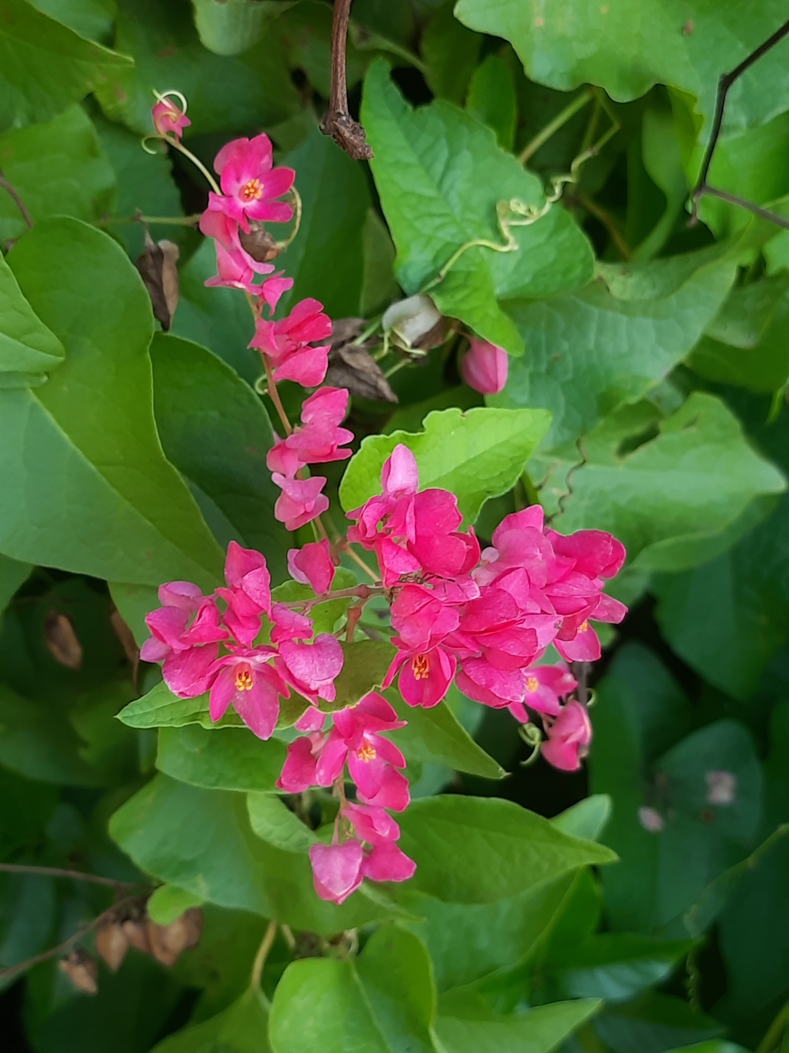 Antigonon leptopus