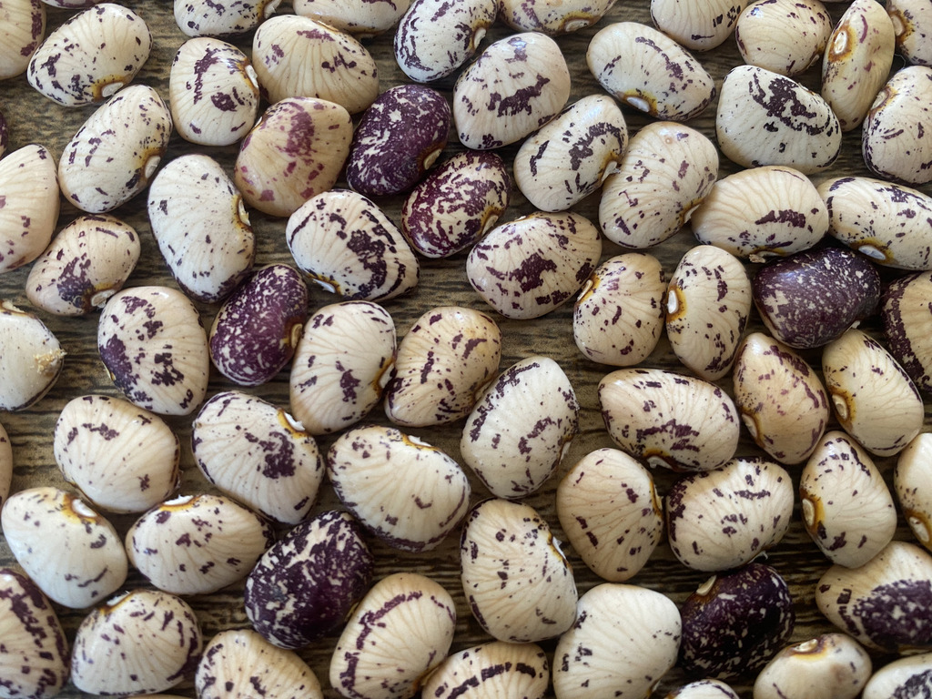 Phaseolus vulgaris