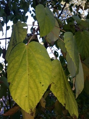 Idesia polycarpa