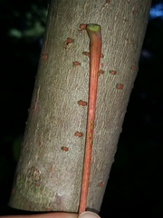 Idesia polycarpa