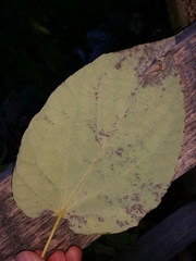 Idesia polycarpa