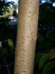 Idesia polycarpa