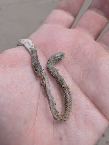 Taylor’s Ground Snake