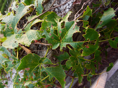 Phyllosticta ampelicida