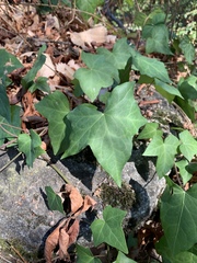Hedera helix
