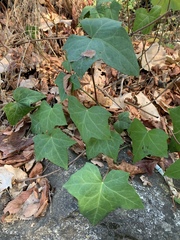 Hedera helix