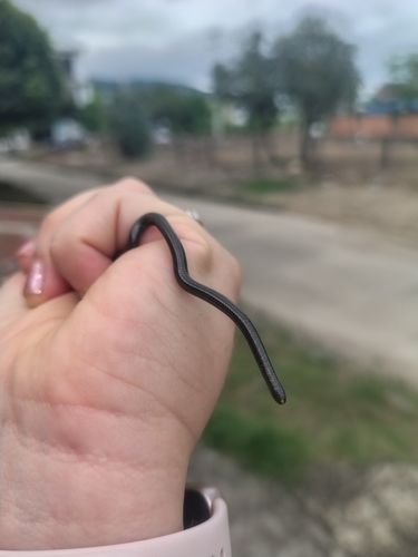 Epictia amazonica