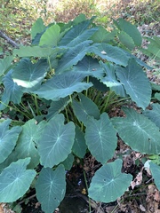 Colocasia esculenta