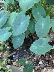 Colocasia esculenta