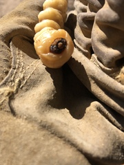 Prionus californicus