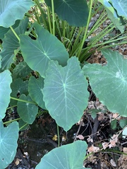 Colocasia esculenta