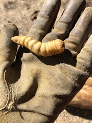 Prionus californicus