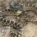 Bullsnake - Photo (c) Jared Gorrell, some rights reserved (CC BY-NC), uploaded by Jared Gorrell