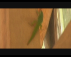 Phelsuma
