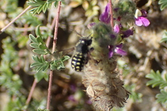 Anthidium