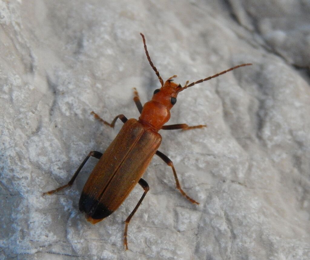 Wharf Borer