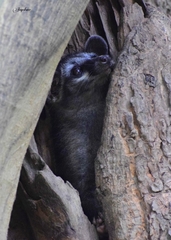 Paradoxurus hermaphroditus