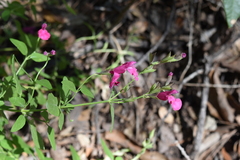 Salvia lemmonii