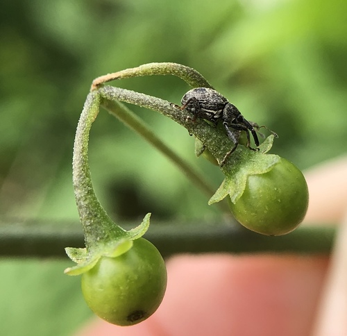 Anthonomus eugenii observed 2019-10-02